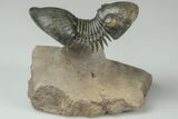 2.6" Paralejurus Trilobite Fossil - Orange Eyes - #189987-2